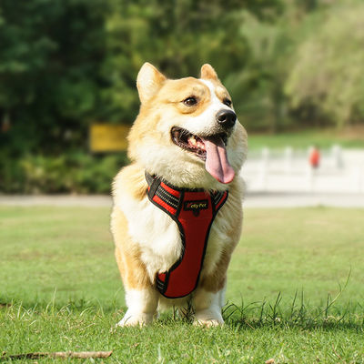 Light Up Dog Harness Step In Style con material de poliéster resistente al agua y reflectante