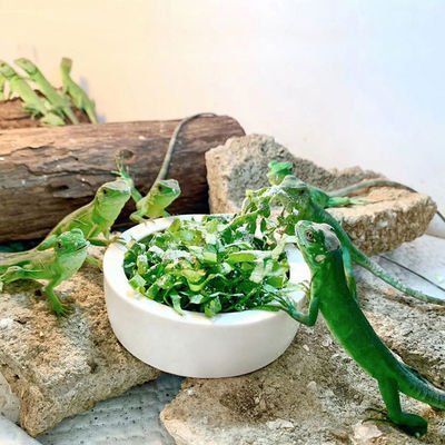 Cuenco para mascotas evita que los gusanos del pan escapen Lagarto Cerámica Plato de agua para alimentos Reptil